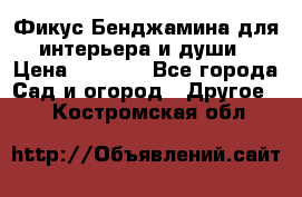 Фикус Бенджамина для интерьера и души › Цена ­ 2 900 - Все города Сад и огород » Другое   . Костромская обл.